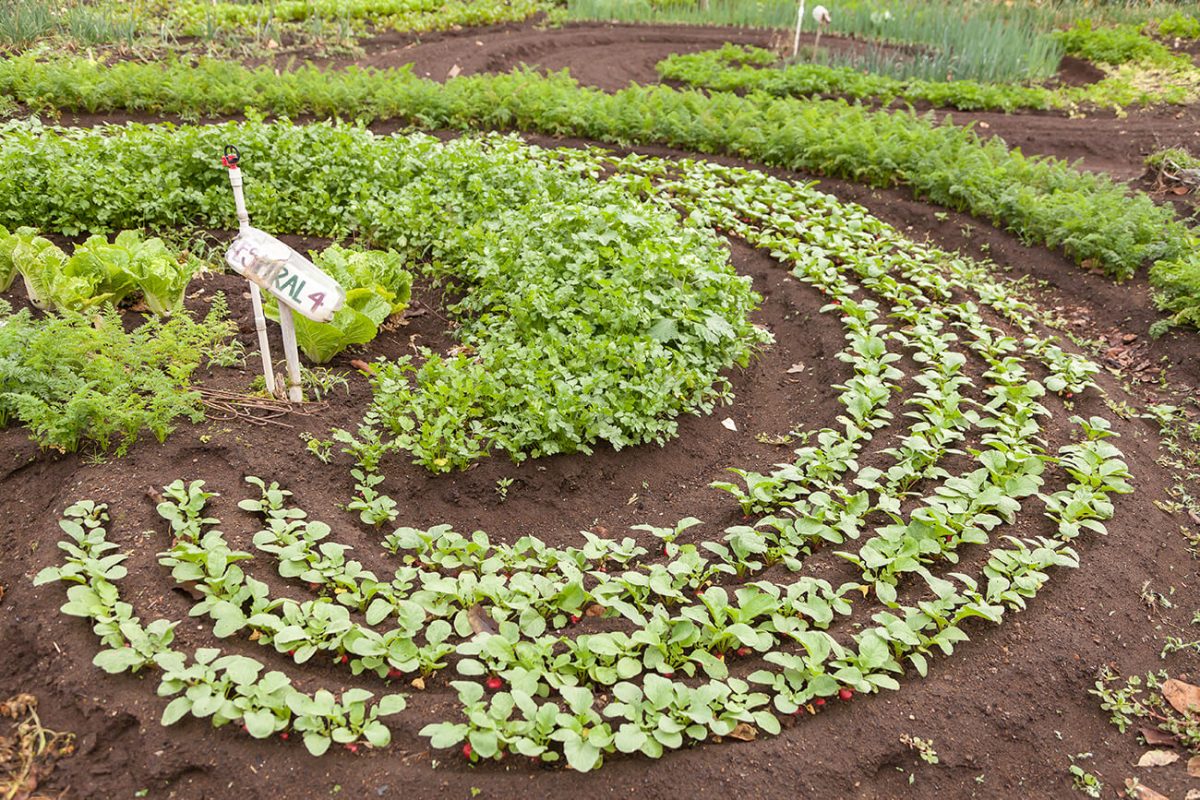 Los surcos del huerto de Agrofenomenal forman espirales que se encuentran entre sí