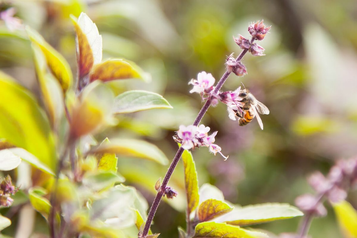 Una abeja nos acompaña en la visita a Agrofenomenal