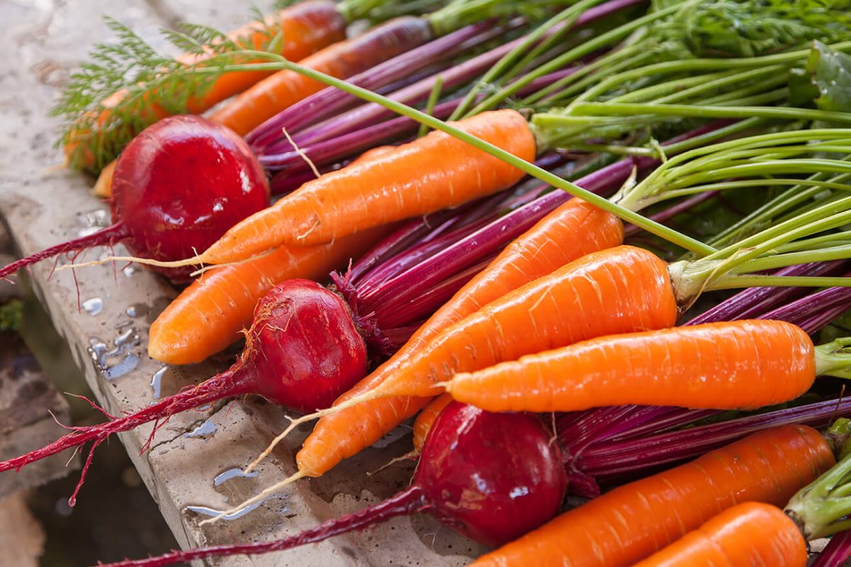 Zanahorias y rábanos del huerto de Agrofenomenal